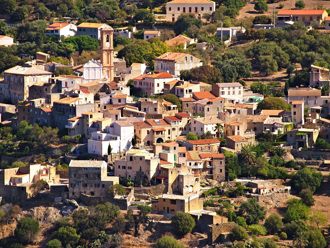 Les maisons d’Aregno serrées sur la pente, autour du clocher de l’église Saint-Antoine-Abbé, au milieu des oliviers