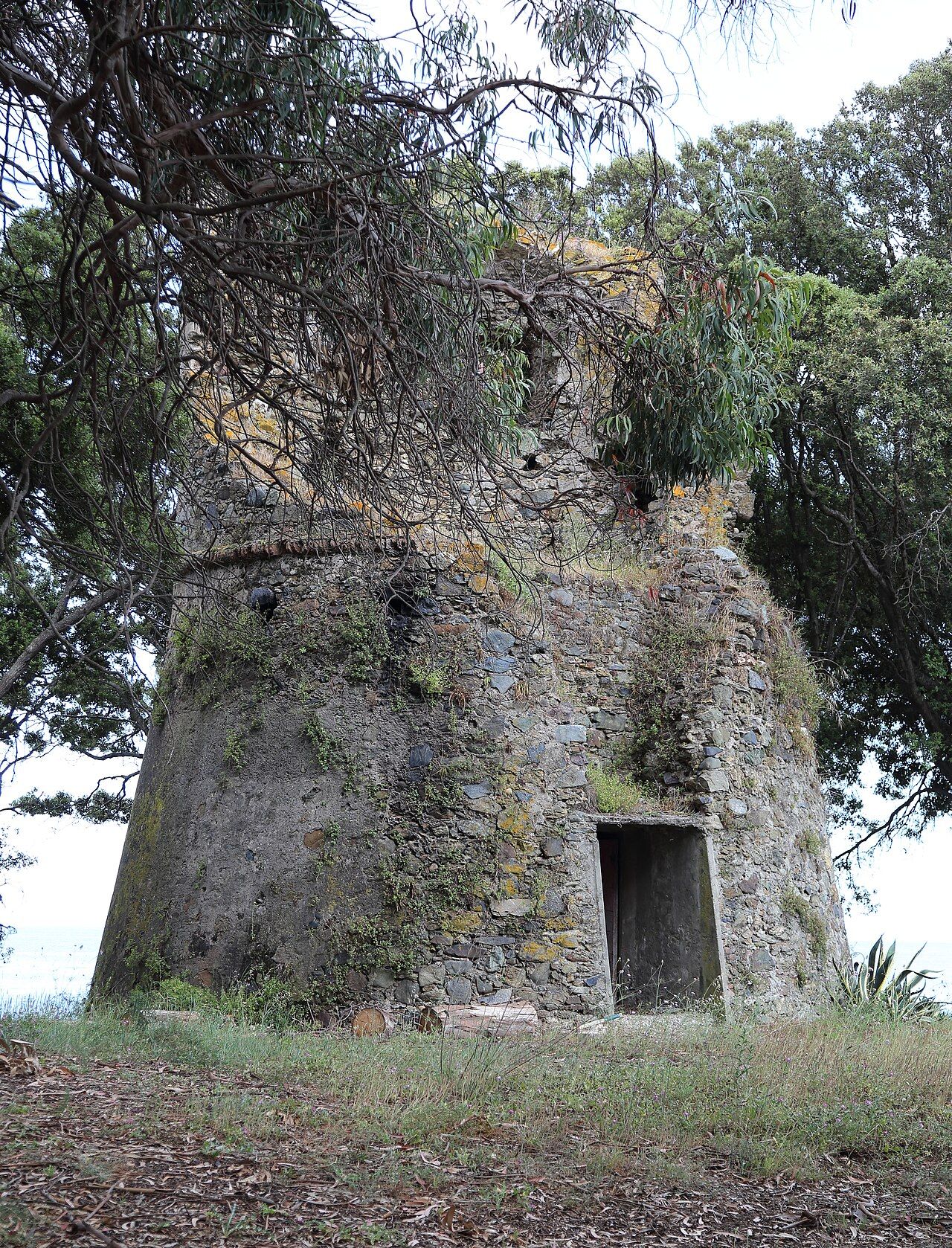 Ruines de la tour génoise d’Alistro, en pierre, entourées d’arbres, sur le littoral de Canale-di-Verde