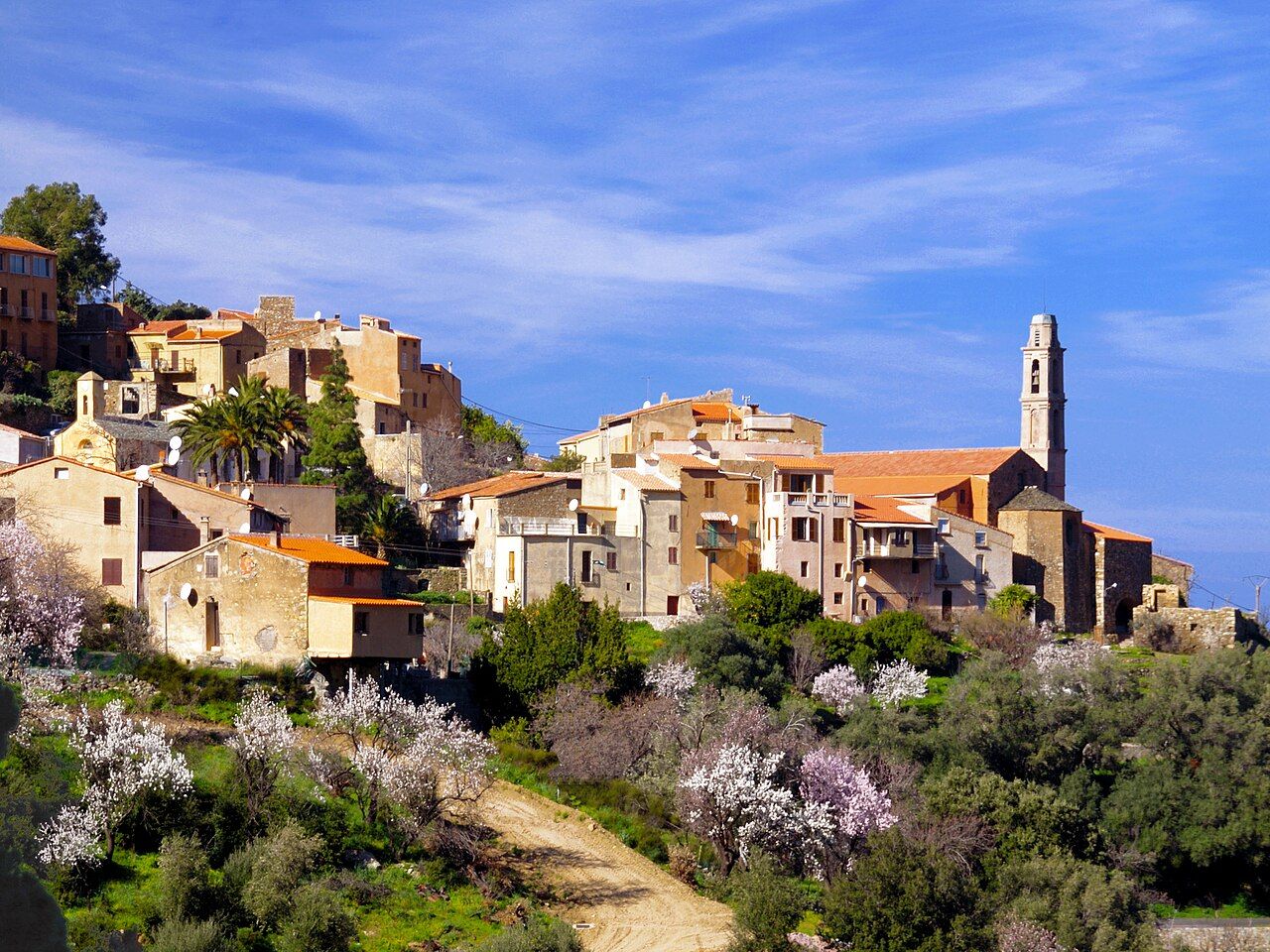 Les maisons d’Occhiatana et le clocher de l’église, au-dessus d’un versant où fleurissent des amandiers