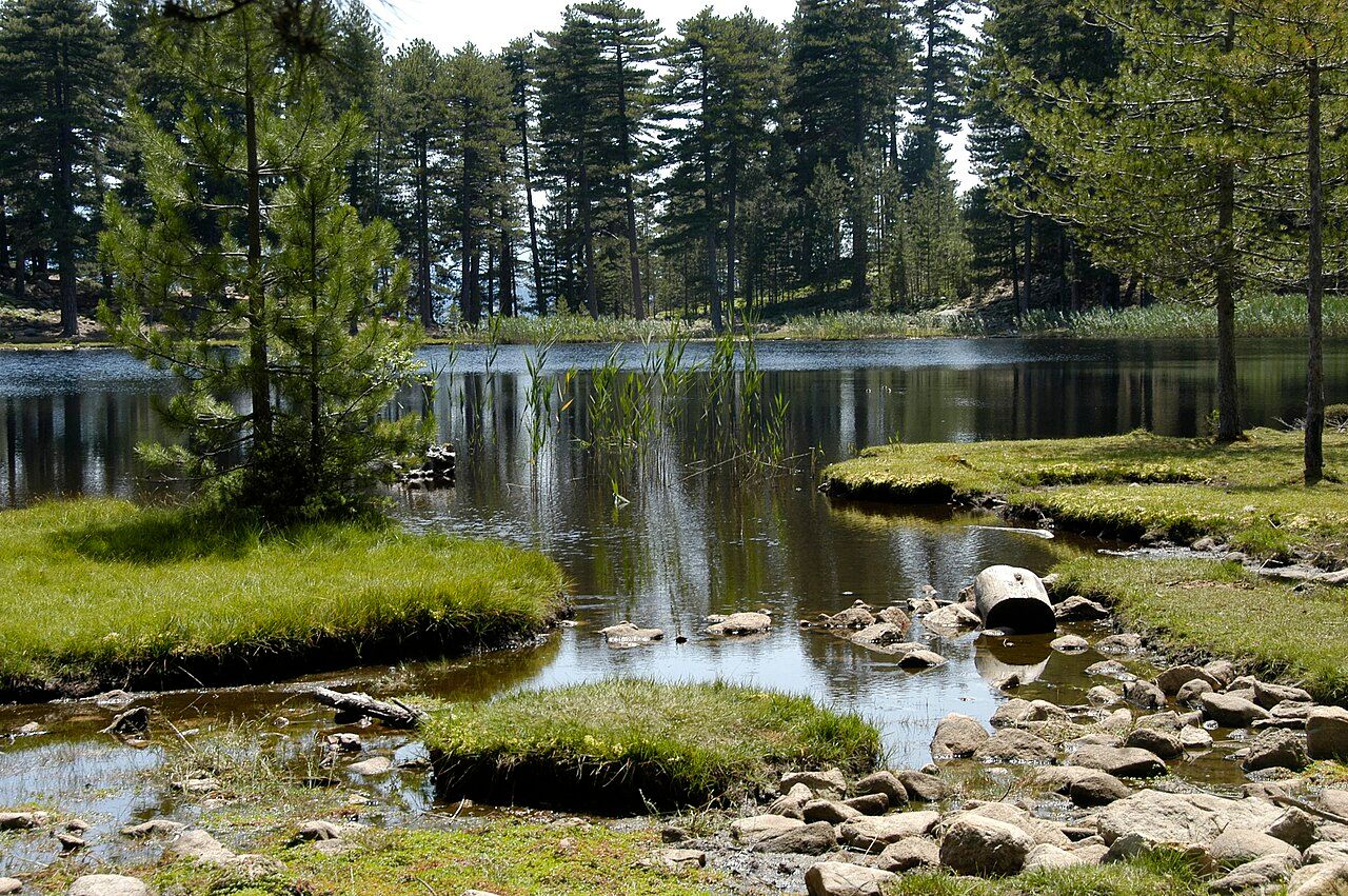 Le lac de Creno, sur le territoire d’Orto : eau calme, rives d’herbe et de pierres, forêt de pins laricio (le village lui-même n’est pas sur la photo)